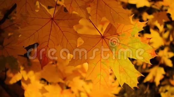 美丽的五彩缤纷的秋枫叶视频的预览图