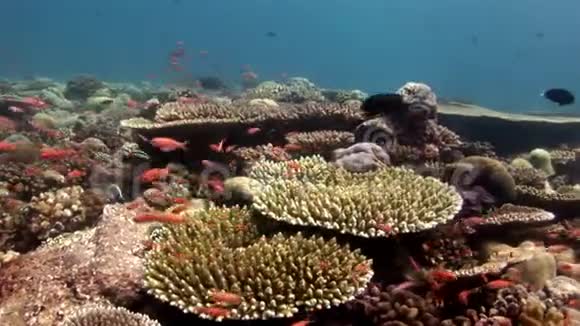 马尔代夫海角珊瑚背景下的鱼学视频的预览图