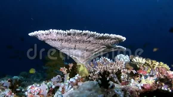 马尔代夫水下令人惊叹的海底硬珊瑚视频的预览图