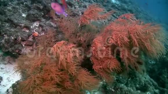 马尔代夫海底反射太阳海床背景下的鱼学视频的预览图
