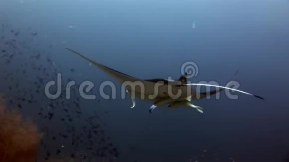 曼塔雷水下鱼学背景在马尔代夫视频的预览图