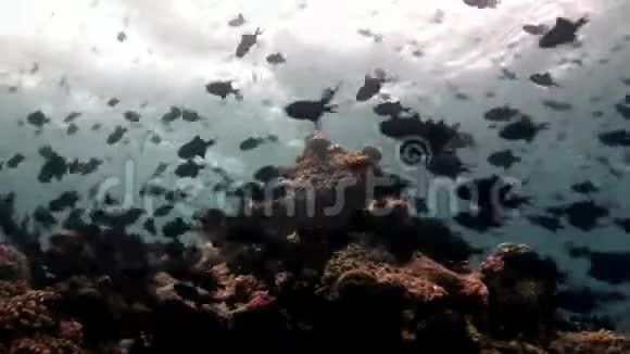 马尔代夫海底反射太阳海床背景下的鱼学视频的预览图
