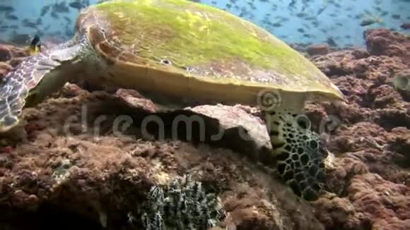 绿海龟在清洁的海底水下马尔代夫视频的预览图