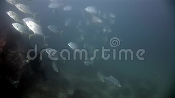 马尔代夫海底鱼类学校视频的预览图