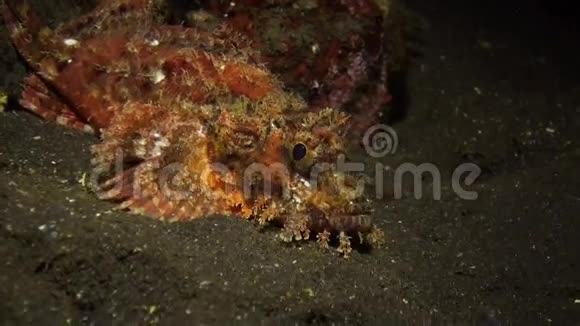 天蝎座在礁石上的夜晚视频的预览图