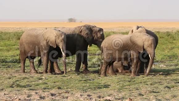 泥里的非洲大象视频的预览图