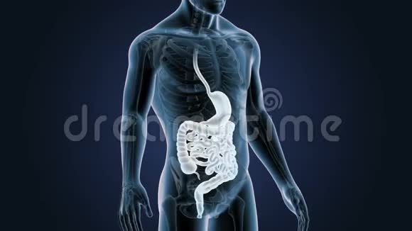 胃肠与骨骼在人体中的位置视频的预览图