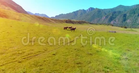 在草地上飞过野马群春山野自然自由生态概念视频的预览图