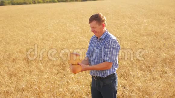 老农面包师拿着一个金色的面包和面包在生活方式成熟的麦田慢动作视频收获时间老了视频的预览图