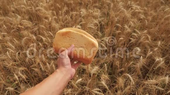人在麦田里捧着一个金色的面包慢动作视频小麦田间生活方式的成功农学家视频的预览图
