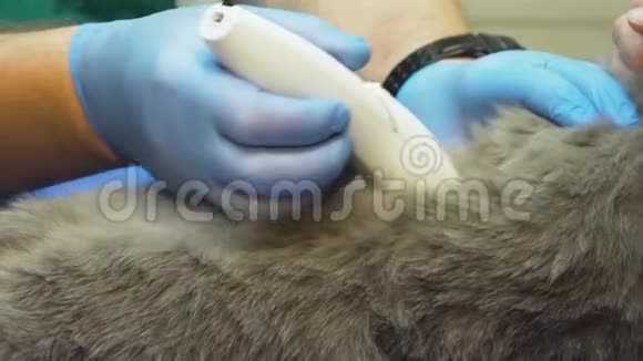 兽医诊所的超声诊断视频的预览图