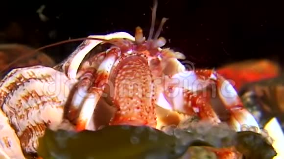 帕古里亚海底寻找食物的白海俄罗斯视频的预览图