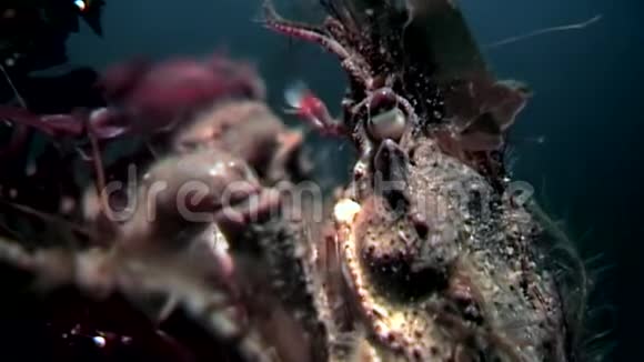 蟹黄在俄罗斯白海海底接近水下寻找食物视频的预览图