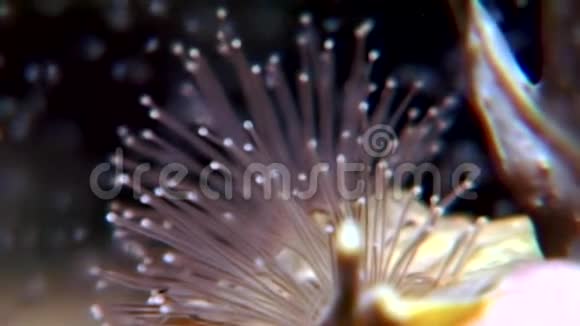 在白海水下的卢塞尔纳里亚视频的预览图