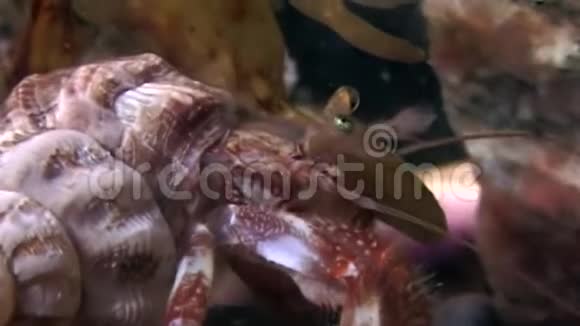 在白海海底寻找食物的巨蟹隐蟹视频的预览图