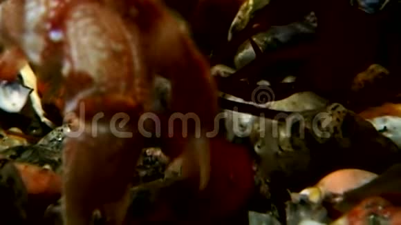 在俄罗斯白海海底寻找食物的癌症隐士视频的预览图