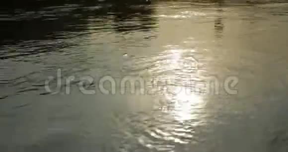 河中的阳光反射视频的预览图