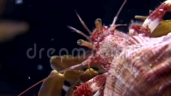 在俄罗斯白海海底寻找食物的癌症隐士视频的预览图