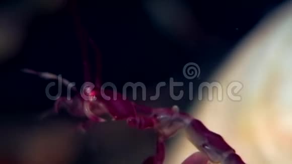 白海海底的骷髅海山羊视频的预览图