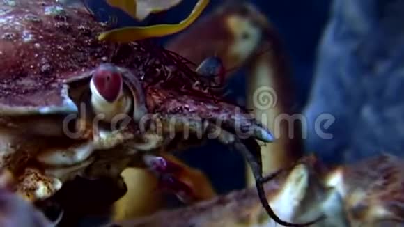 蟹黄在水下近距离寻找白海海底的食物视频的预览图