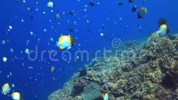 彩色珊瑚礁边缘视频的预览图
