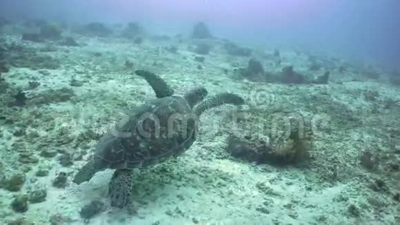 海龟在水下视频的预览图