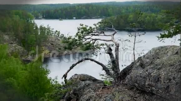 岩石上的松树视频的预览图