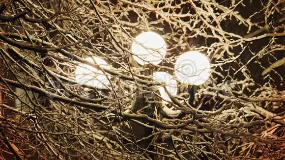 路灯灯光下白雪覆盖的树枝视频的预览图
