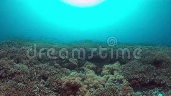 珊瑚礁与健康珊瑚4k视频的预览图
