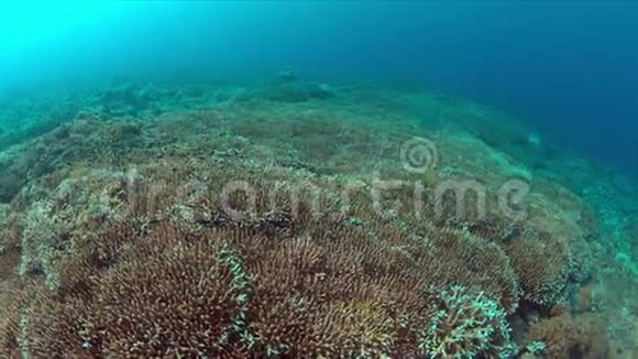 珊瑚礁与健康珊瑚4k视频的预览图