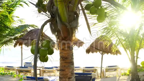 玛雅里维埃拉棕榈树海滩日出加勒比海视频的预览图