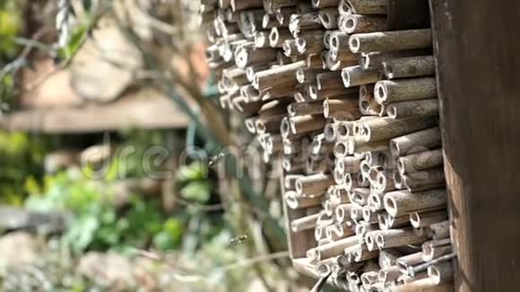 在春天野蜂奥斯米娅比科尼斯在一家昆虫旅馆的庇护箱前飞翔由木树干竹子制成视频的预览图