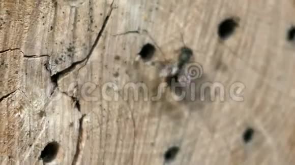 在春天野蜂奥斯米娅比科尼斯在一家昆虫旅馆的庇护箱前飞翔由木树干竹子制成视频的预览图