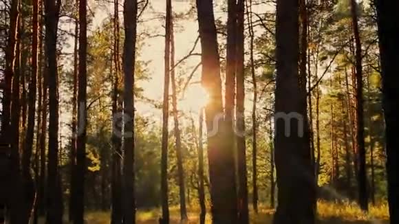 夏天日落时的森林视频的预览图