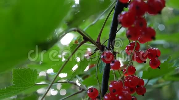 红肋骨浆果在植物特写高清镜头红醋栗落叶灌木果实自然浅视频视频的预览图
