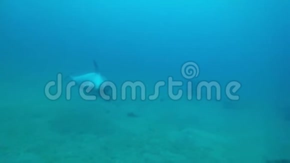 一只海豚与潜水员在红海游泳视频的预览图