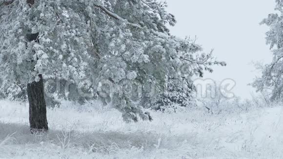 在雪树野林中飞翔圣诞冬枝下雪视频的预览图