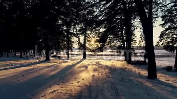 日落时分的冬季针叶林视频的预览图