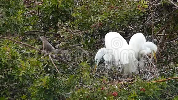 伟大的白鹭筑巢视频的预览图