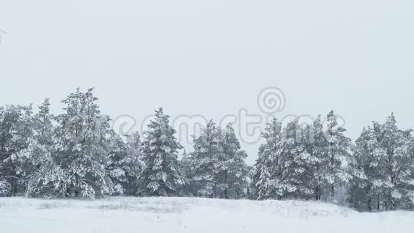 白雪皑皑的野林中飘雪视频的预览图