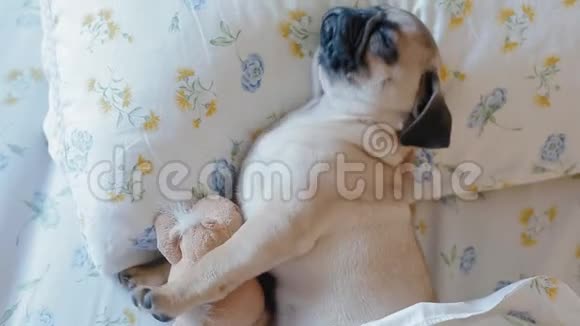 可爱的小狗狗睡在床上视频的预览图