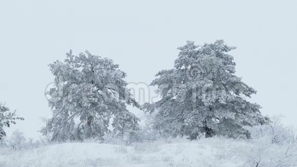 美丽的冬天冷杉在雪树野生森林圣诞下雪视频的预览图