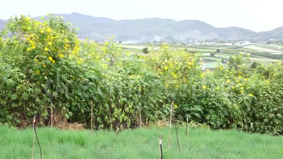 越南拉姆省达拉特市花园中的葱花植物视频的预览图