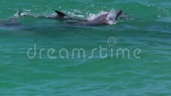 澳大利亚的瓶装海豚视频的预览图