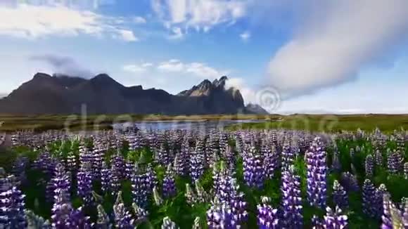 冰岛森林和山脉的风景如画夏天盛开的野生蓝羽扇豆视频的预览图