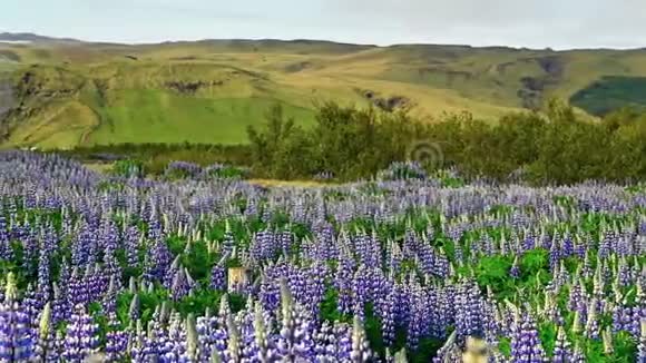 冰岛森林和山脉的风景如画夏天盛开的野生蓝羽扇豆视频的预览图