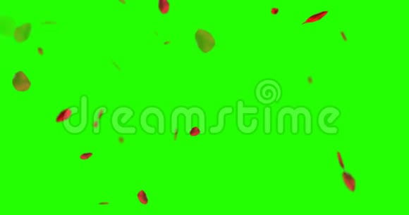 红玫瑰花瓣在彩色钥匙上飞舞绿色屏幕背景爱和情人节视频的预览图