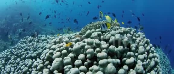 跟踪拍摄了完整的珊瑚礁与阿克罗波拉珊瑚和许多热带鱼慢动作视频的预览图