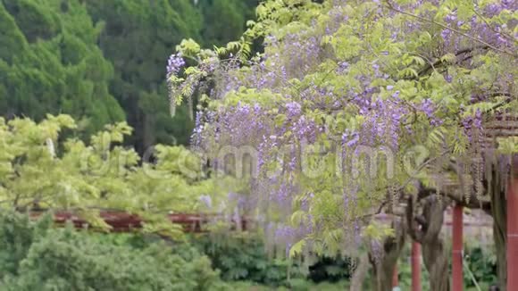春花系列美丽的紫藤迎风招展紫藤是木本落叶视频的预览图
