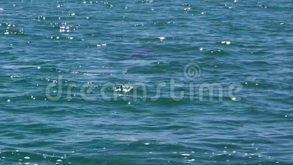 蓝色海水中的两只海豚视频的预览图